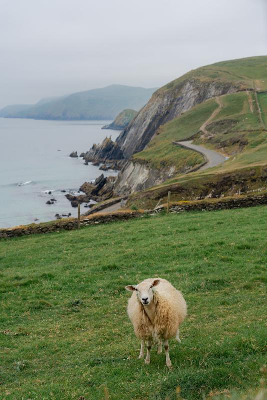Ein weißes Schaf auf einer grünen Wiese auf der Familienreise Irland. Im Hintergrund sind Klippen zu sehen und eine Straße