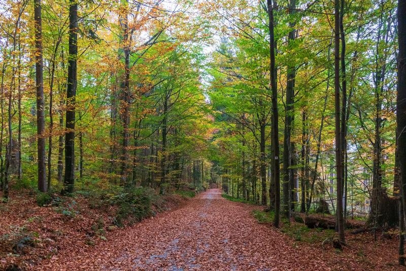 Ein Wanderweg entlang eines Berges im Familienurlaub Bayerischer Wald günstig