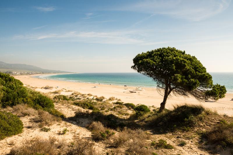 Ein Baum weht im Wind am Strand im Familienurlaub Costa de la Luz.