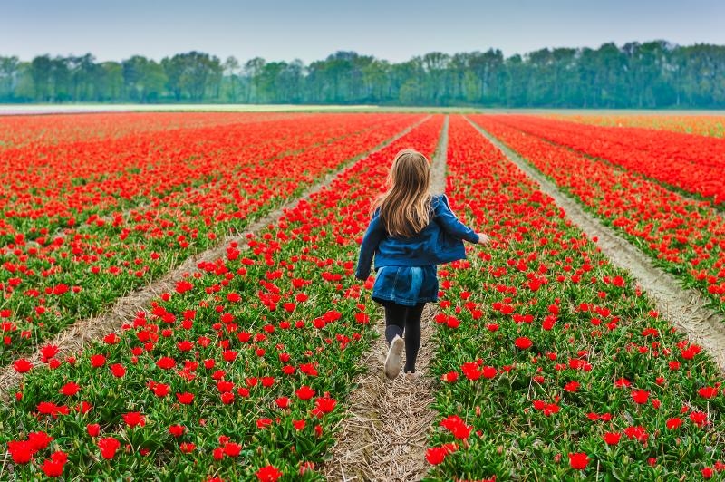 Ein Kind rennt durch ein Tulpenfeld im Familienurlaub Holland günstig 