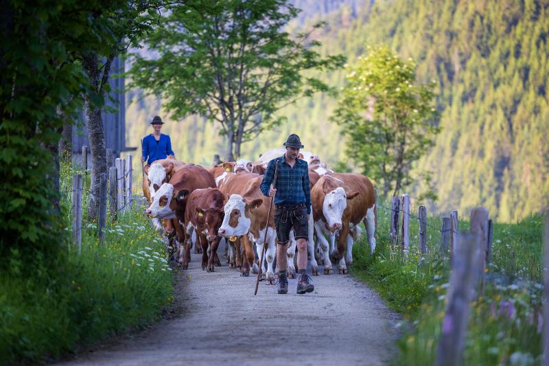Bauern führen Kühe von der Weide im Familienurlaub Österreich Oktober