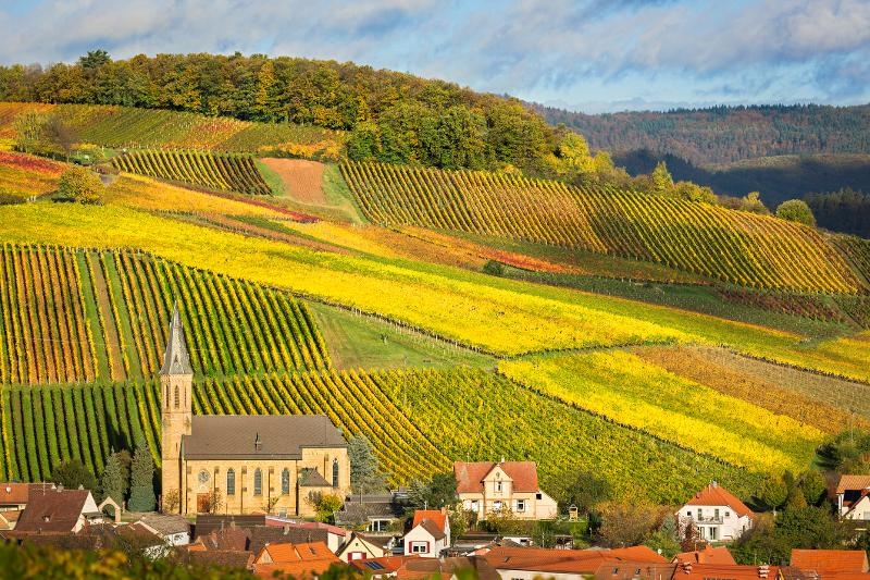 Weinberge im Familienurlaub Pfalz