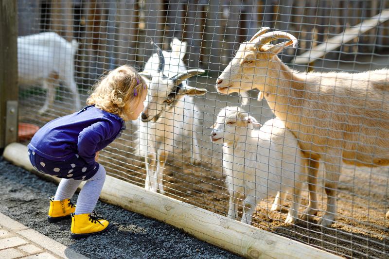  Ein kleines Kind füttert eine Ziege im Tierpark während des Familienurlaub Schleswig-Holstein