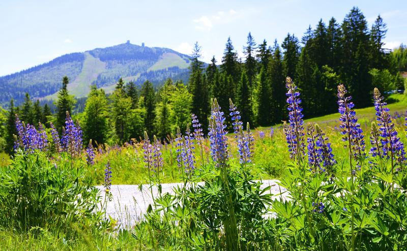 Blick auf Lupinenblüten und Natur im Familienurlaub Bayerischer Wald günstig