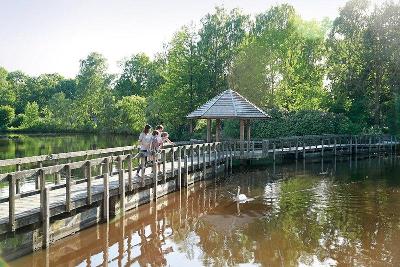 Familie auf einem Steg beobachten einen Schwan im Familienurlaub Niederlande