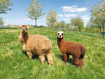 Zwei Alpakas auf der Wiese im Familienurlaub Frankreich
