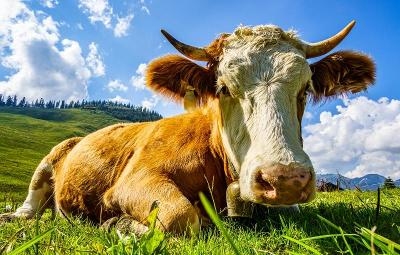 Familienurlaub Allgäu Last Minute 2025
