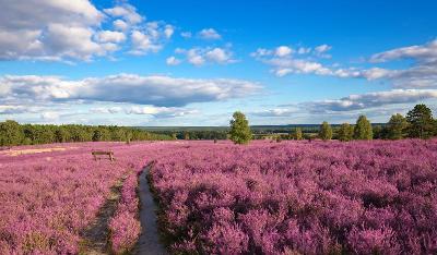 Familienurlaub Lüneburger Heide 2025