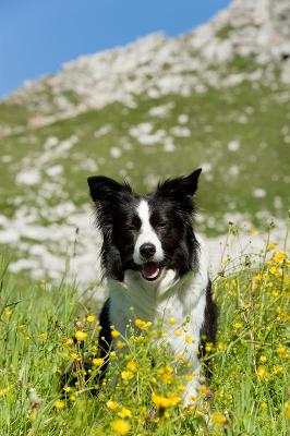 Familienurlaub mit Hund Allgäu 2025