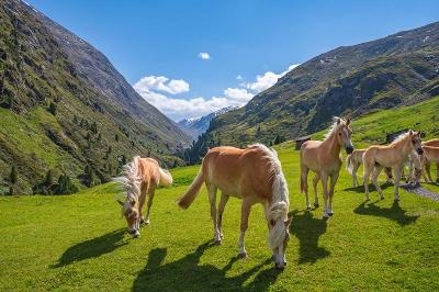 Familienurlaub Österreich mit Reiten