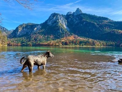 Urlaub auf dem Bauernhof mit Kindern und Hund Allgäu 2025
