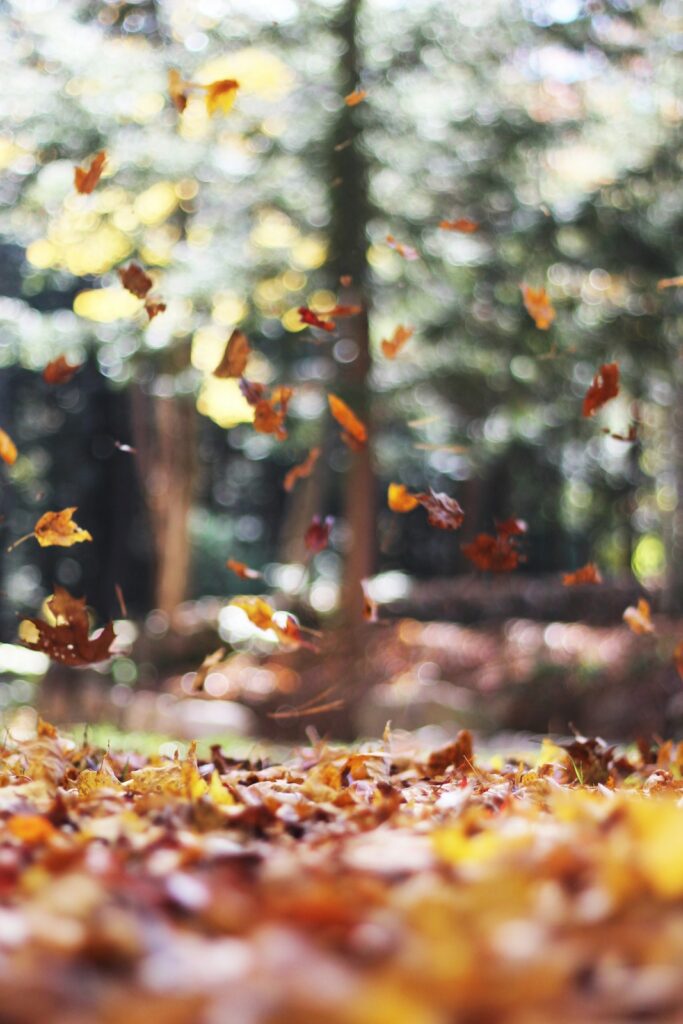 Herbstferien Urlaub mit Kinder wohin?Herbstliche Kulisse mit Blättern die vom Baum fallen