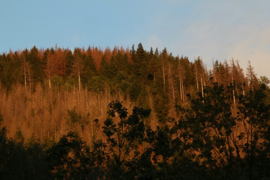 herbstliche Kulisse in den Wäldern des Harzes und ein absoluter Geheimtipp für Familienurlaub in Deutschland.