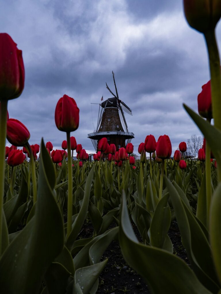 Ein beliebtes Urlaubsziel mit Kindern ist Holland, mit seinen wunderschönen Tulpenfeldern.