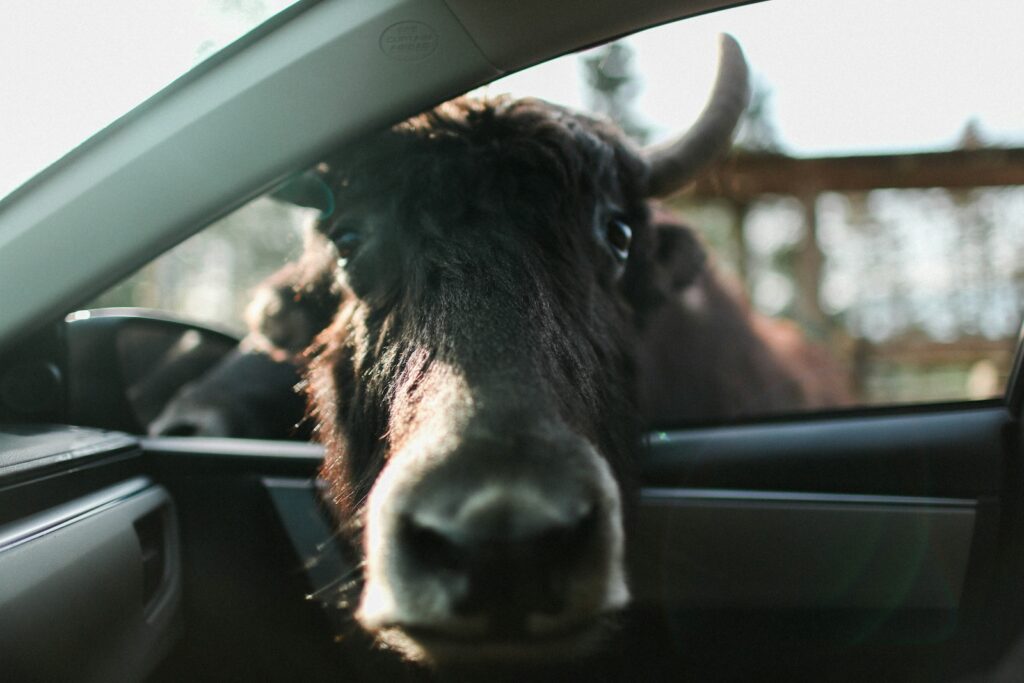 Ein brauner Stier der seinen Kopf bei einer Autosafari in das Auto hinein steckt im Kurzurlaub mit Kindern